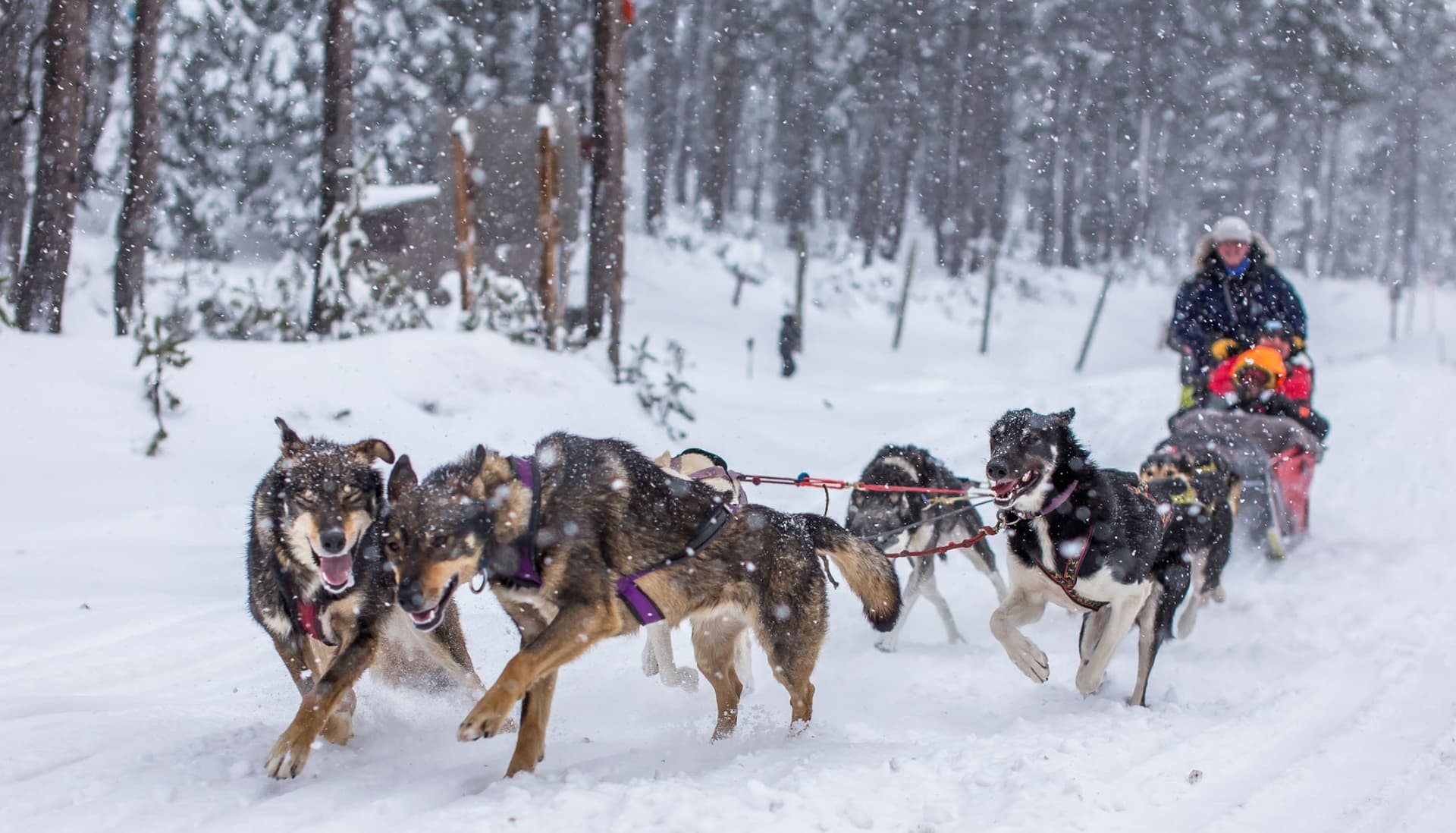 Distributor Summit - Image 3